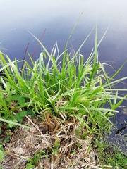 Carex pseudocyperus