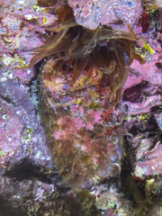 Haliotis tuberculata