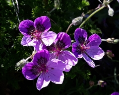 Erodium glandulosum
