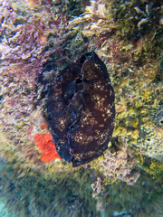Aplysia fasciata