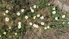 Ranunculus kuepferi