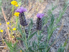 Lavandula stoechas image