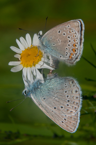 Didysis Melsvys nuotrauka