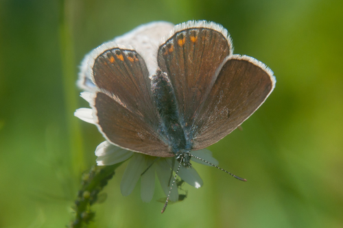 Didysis Melsvys nuotrauka