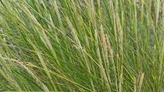 Festuca petraea