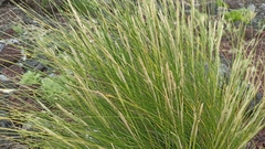 Festuca petraea