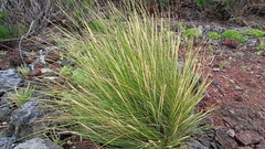 Festuca petraea