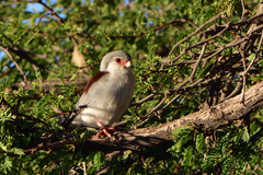 Polihierax semitorquatus