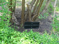 Buddleja alternifolia