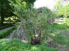 Buddleja alternifolia