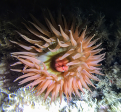 Actinia striata