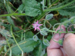 Borago officinalis