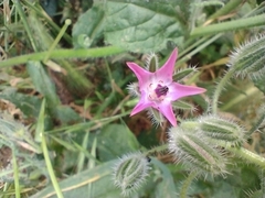 Borago officinalis