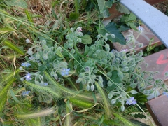 Borago officinalis