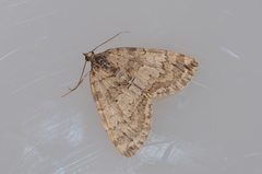 Hydriomena renunciata