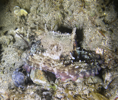 Octopus vulgaris