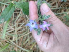 Borago officinalis