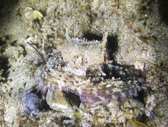 Octopus vulgaris