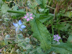 Borago officinalis