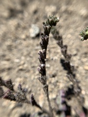 Phacelia affinis