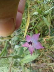 Borago officinalis
