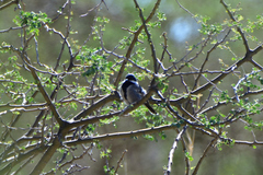Melaniparus cinerascens