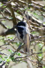 Melaniparus cinerascens