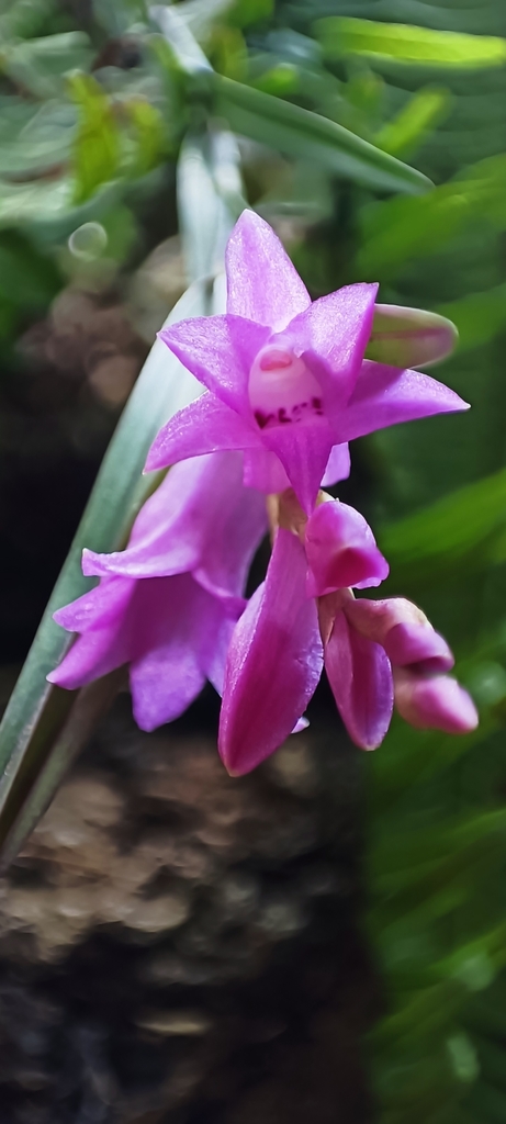 Isochilus unilateralis