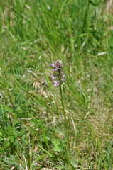 Neotinea tridentata