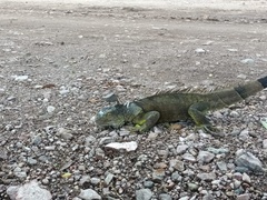 Iguana iguana