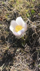 Pulsatilla vernalis