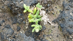 Spergularia azorica