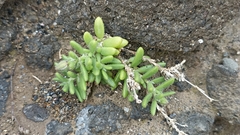 Spergularia azorica