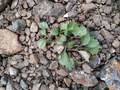 Packera heterophylla