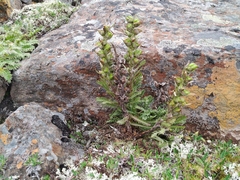 Pedicularis alopecuroides