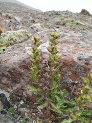 Pedicularis alopecuroides