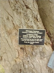 Aesculus × worlitzensis