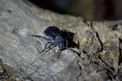 Somaticus