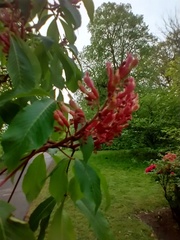 Aesculus × worlitzensis