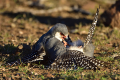 Polihierax semitorquatus