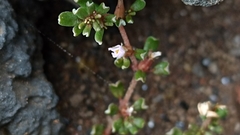 Frankenia pulverulenta