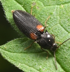 Mycetochara