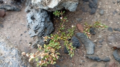 Frankenia pulverulenta