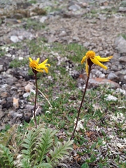 Packera heterophylla