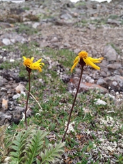 Packera heterophylla