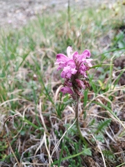 Pedicularis sudetica interioroides