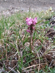 Pedicularis sudetica interioroides