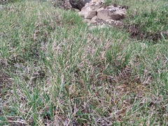 Carex bigelowii arctisibirica