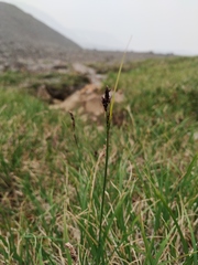Carex bigelowii arctisibirica