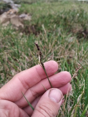 Carex bigelowii arctisibirica